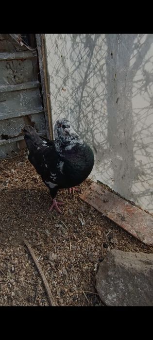 Porumbei Kingi scurți de frumusețe