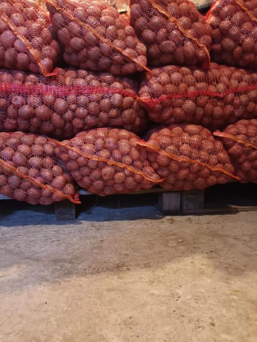 Cartofi de sămânță