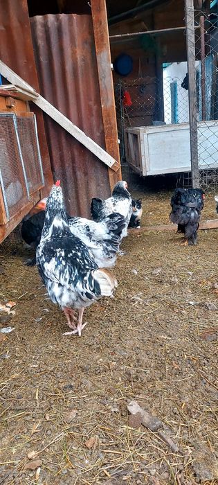 Продам курей, Брама и Австролоп.