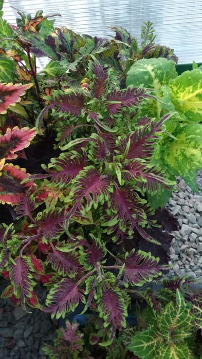 Продам колеусы разные