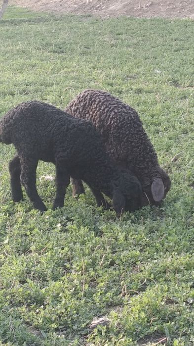 Qòy sotiladi surochni