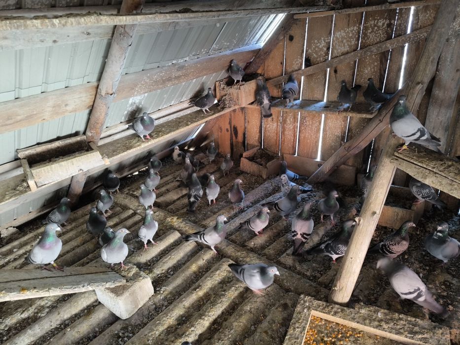 Porumbei de vânzare