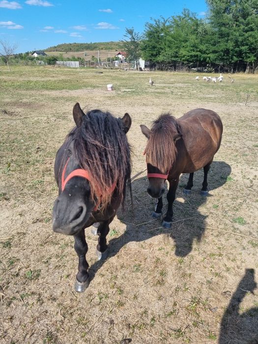 Vând ponei negru gipsy și poneiță gestantă..