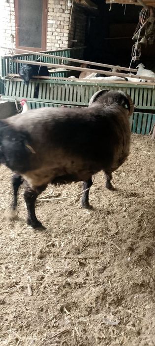 3 ёш Урушкок кучкор сотилади