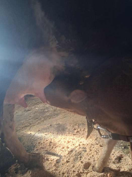 Vacă  cu vițel de vinzare