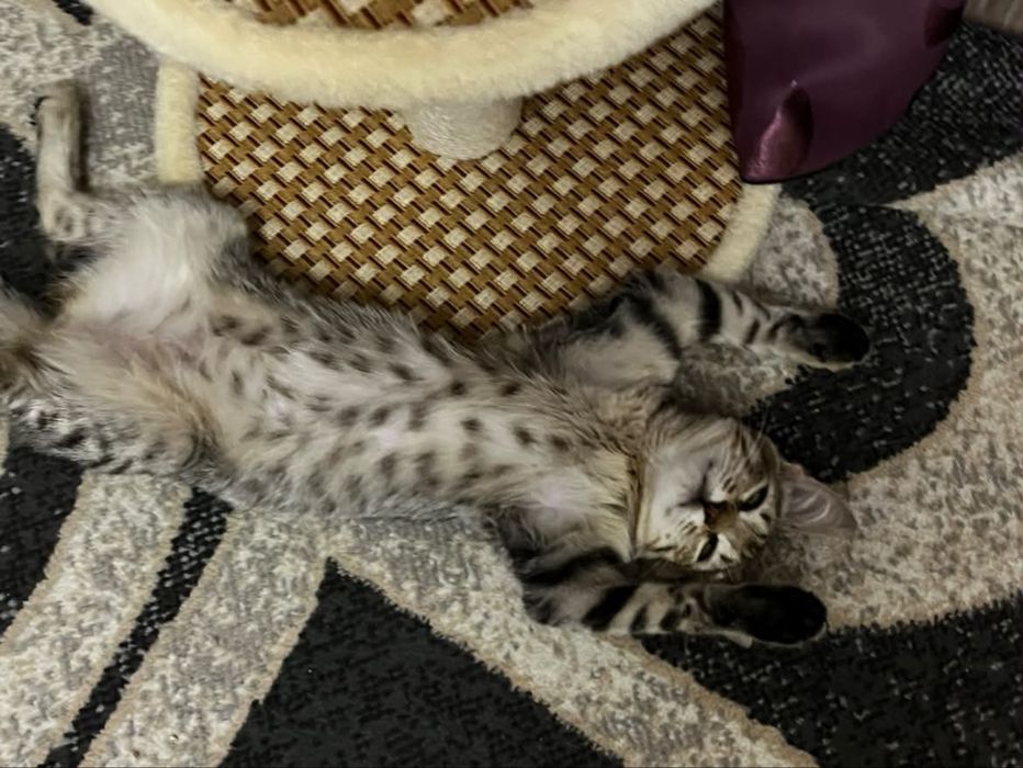 Ақтау мысық котенок