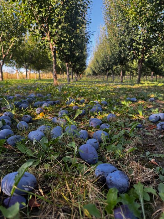 Prune pentru consum