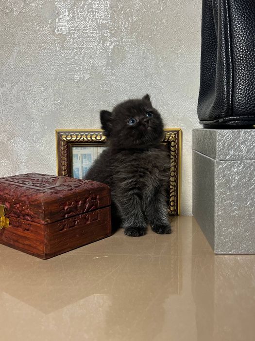 Продаётся кот и кошка