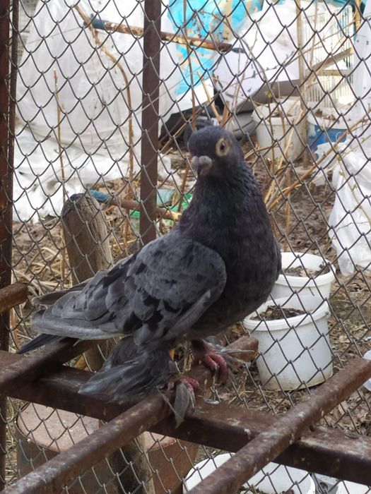 Голубь,  челкарь.