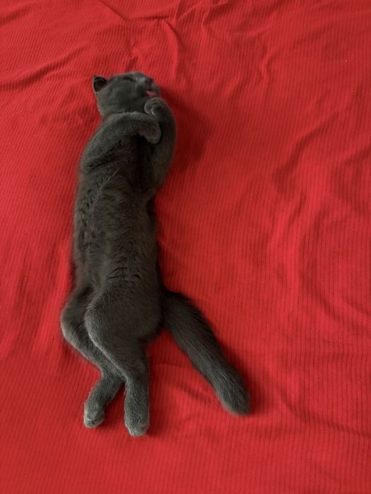 Mushukcha sotiladi toza zotli SCOTTISH FOLD