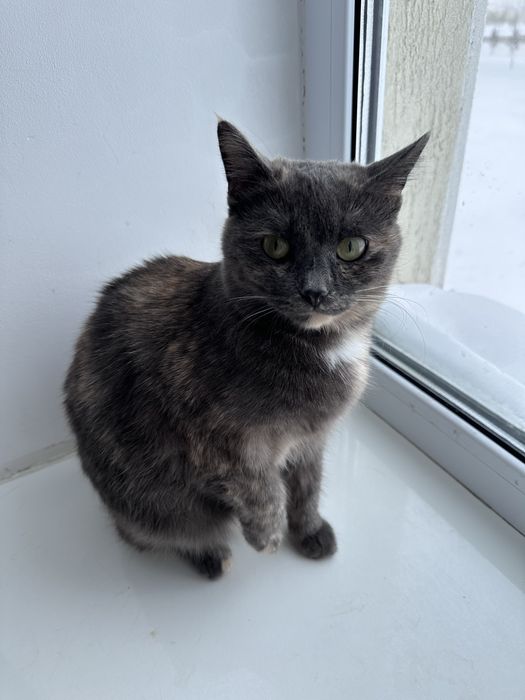 Отдам молодую кошечку