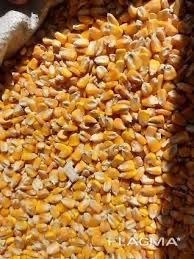 Кукуруза в зерне