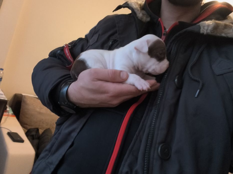 Питбулчета бебета