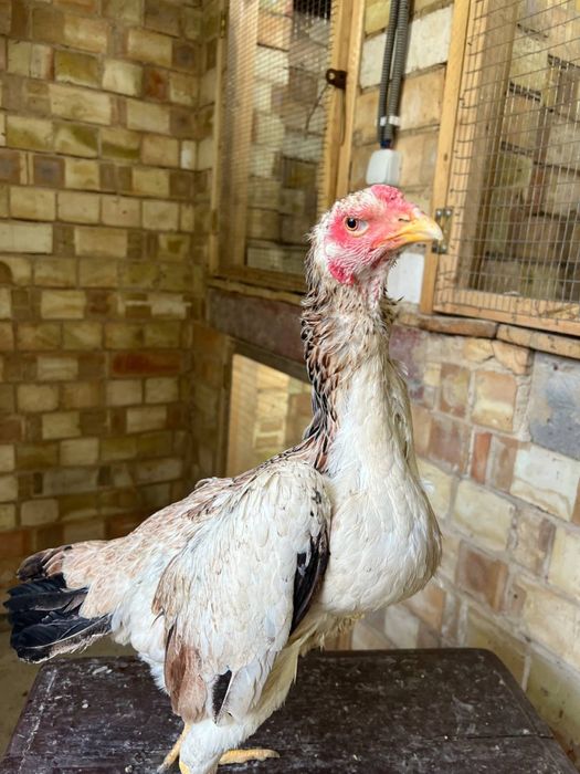 Dakan tovuq sotiladi