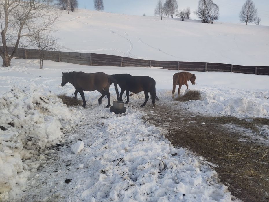 Продам     кобылы