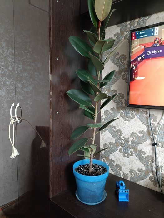 Фикус большой...