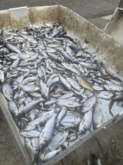 Puiet de peste vara 1