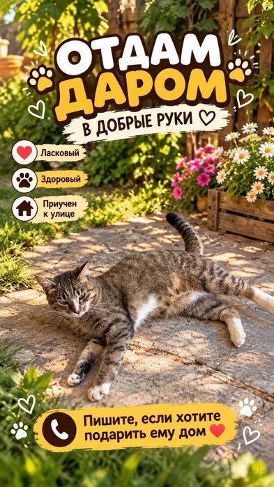 Котики даром в добрые руки