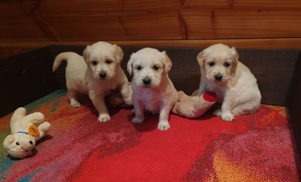 Голдън  ретривър