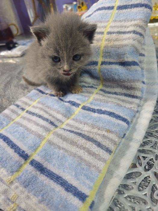 Отдам в добрые руки. Котят.