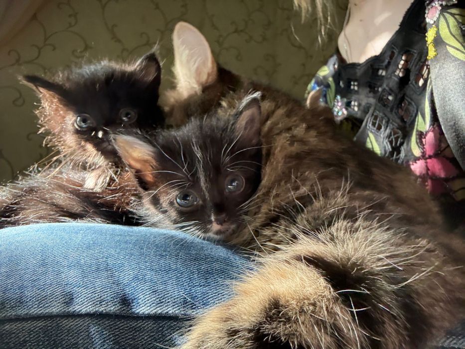 Красивые ласковые котята.