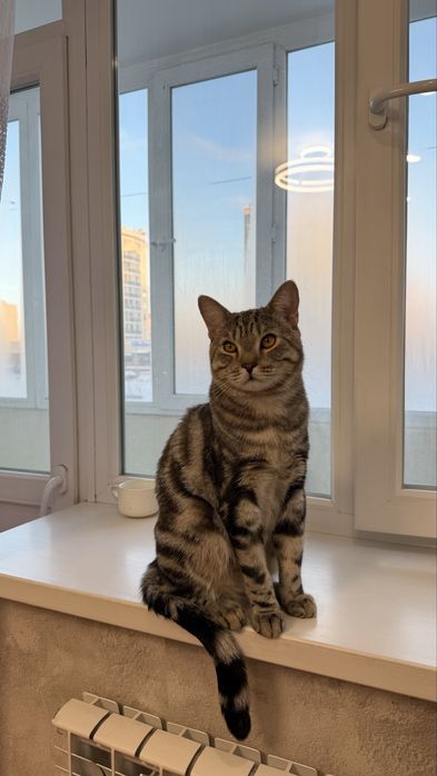 Котята бесплатно кот КАСТРИРОВАН