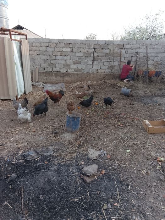 Құрыққа арналған жумырткалар