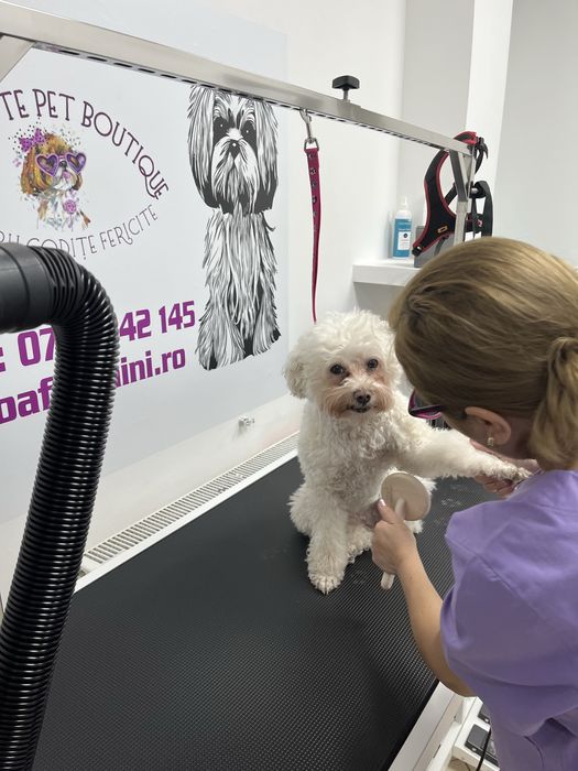 Coafor, cosmetica, ingrijire si infrumusetare  animale de companie