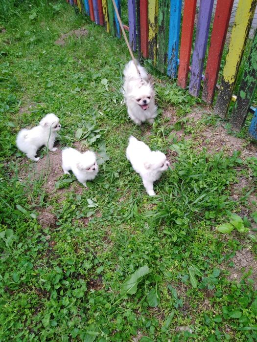 Пекинезчета бели на 60 дни