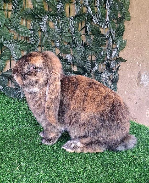 Французский баран рабочий самец крол