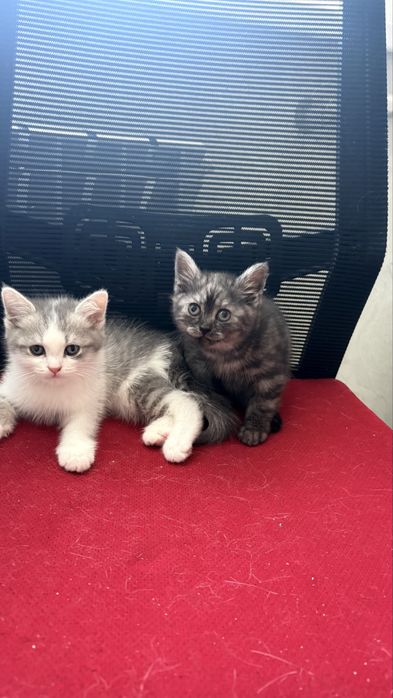 Котята домашние 2 месяц
