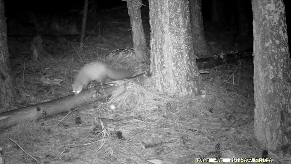 Фотокапан Suntek HC-801G