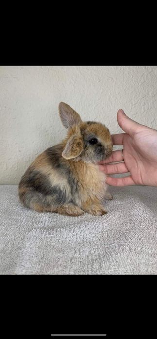 Iepurasi pitici de gradina