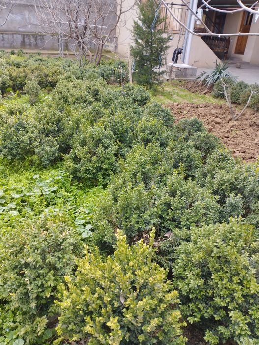 Shamshodlar sotiladi.