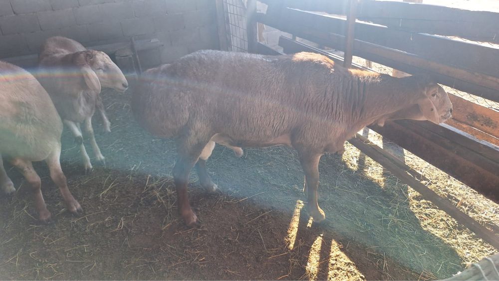 Кошкары продаются