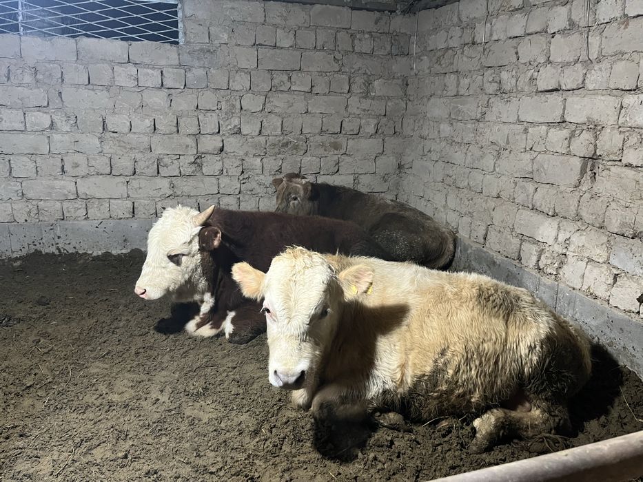 Букалар сатылады