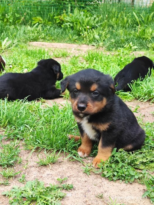 Корги тұқымдас күшік