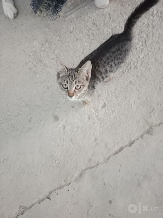 Котята,2,5мес,мальчики и девочки