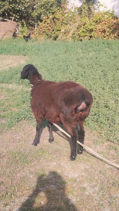 Когон шахарда кучкор бара