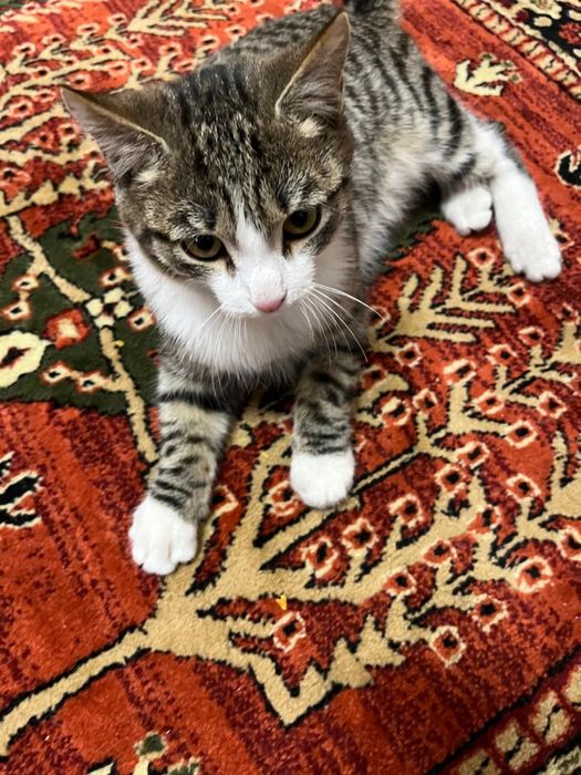 Котенок мальчик игривый 3 месяца