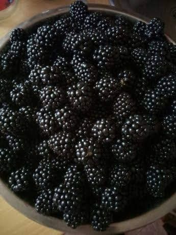 Продам саженцы ежемалины