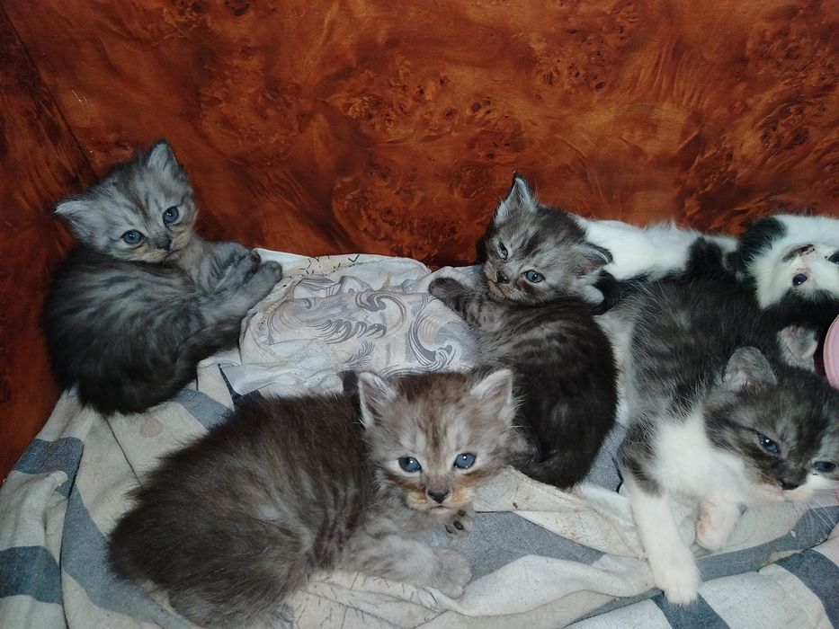 Продаётся котята страет