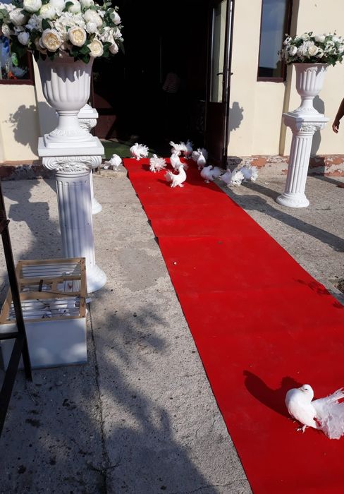 Porumbei voiajori albide vânzare 50 lei bucata