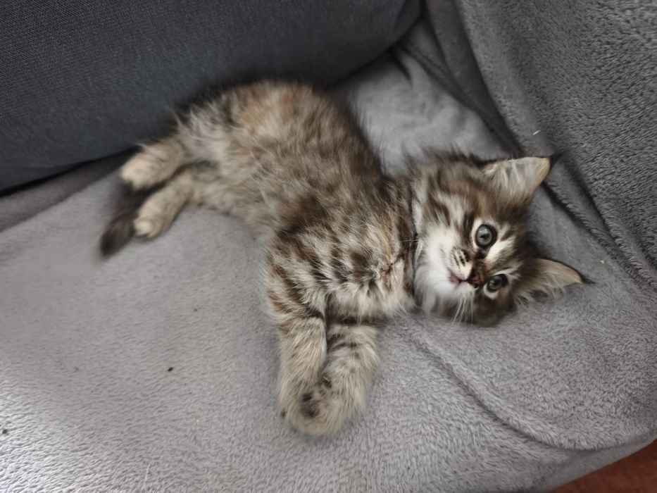 Продам двух месячных  котят
