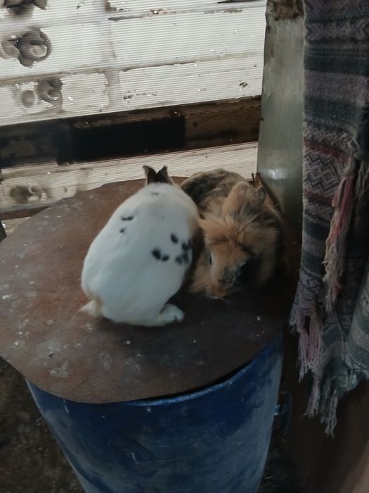 Iepuri cap de leu și Rex pitic