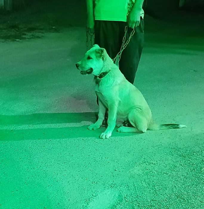 Алабай.  3.5 месяца.  Мальчик