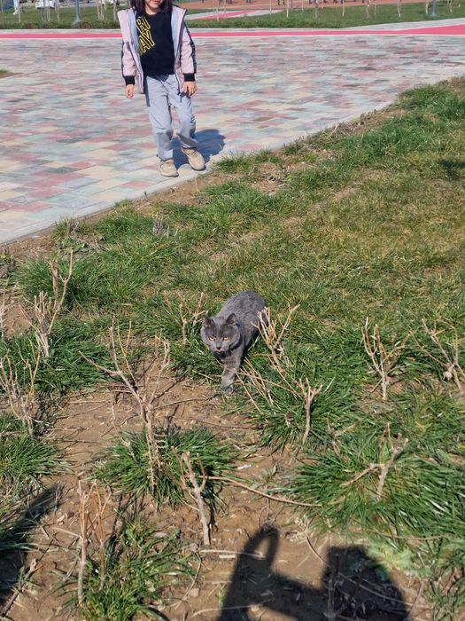 Манчкин мальчик Грей