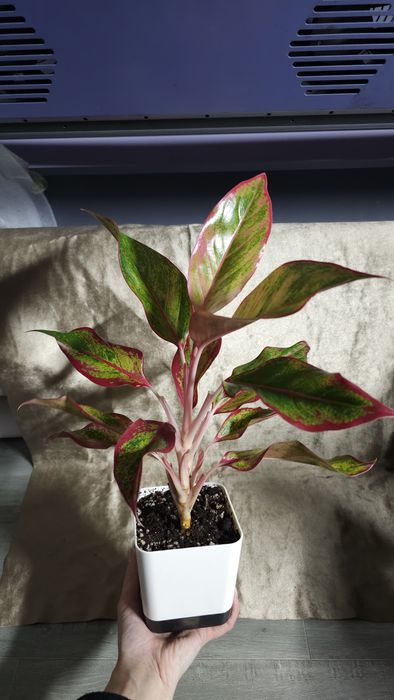 Аглаонема Крит разные