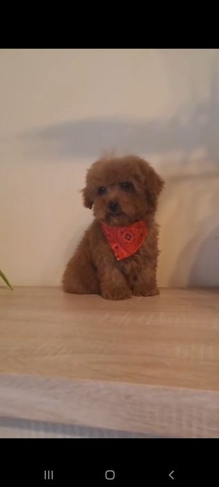 Caniche pitic/Pudel pitic