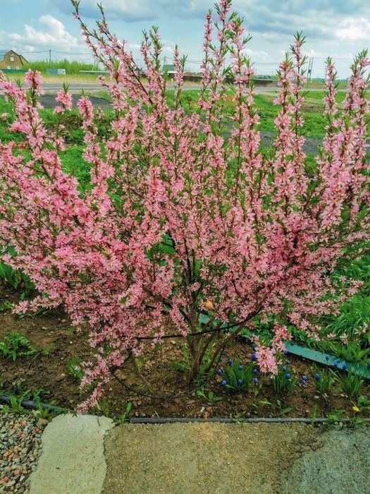 Тополь дуб ясень гортензия